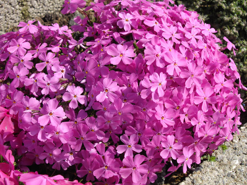 Phlox borealis ssp arctica photo